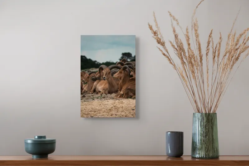 Tablou Canvas, "Capre sălbatice odihnindu-se în peisaj", Nu pot spune cine sunt animalele din imagine., 26 x 39 cm – poza 5