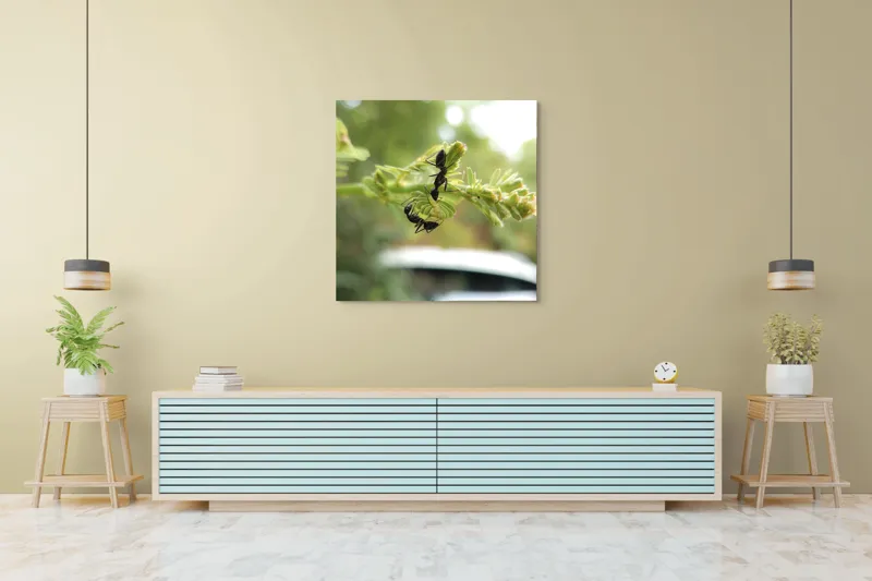 Tablou Canvas, "Două furnici pe o floare verde", Furnici, Frunze, Interacțiune, Natură, Verde, Lumină, Macro, Echilibru, 100 x 100 cm – poza 5