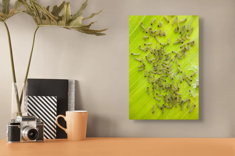 Tablou Canvas, "Omizi pe frunza verde vibrantă", Omizi, Verde, Frunză, Larve, Natură, 26 x 39 cm – poza 3