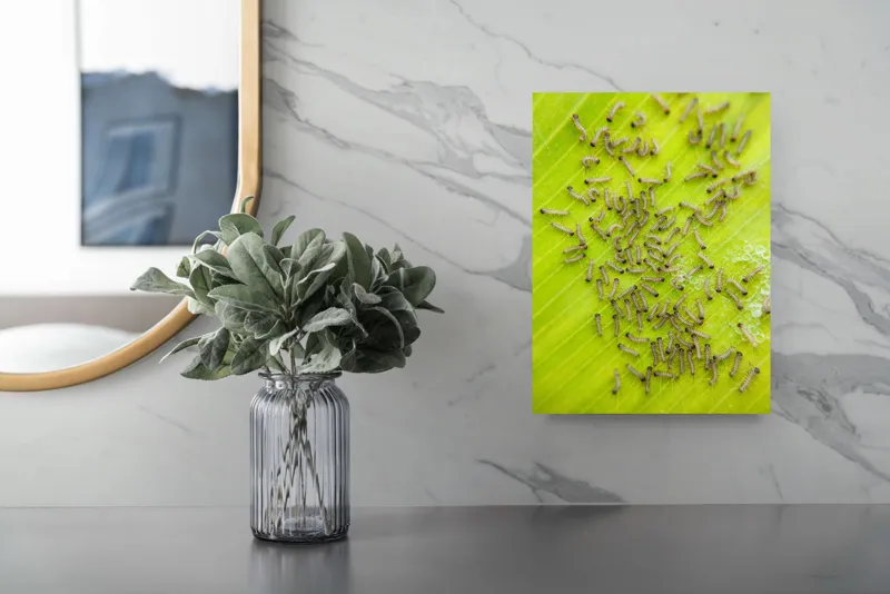 Tablou Canvas, "Omizi pe frunza verde vibrantă", Omizi, Verde, Frunză, Larve, Natură, 26 x 39 cm – poza 4