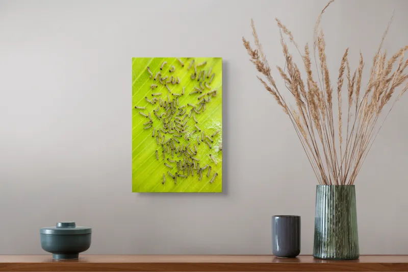Tablou Canvas, "Omizi pe frunza verde vibrantă", Omizi, Verde, Frunză, Larve, Natură, 26 x 39 cm – poza 5