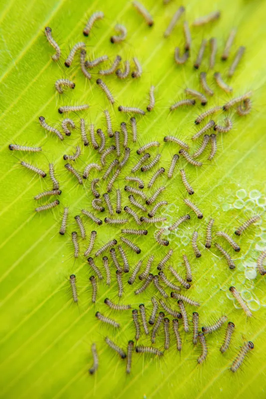 Tablou Canvas, "Omizi pe frunza verde vibrantă", Omizi, Verde, Frunză, Larve, Natură, 26 x 39 cm – poza 2