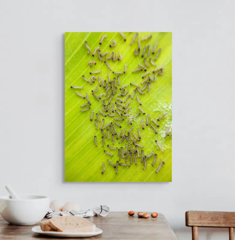 Tablou Canvas, "Omizi pe frunza verde vibrantă", Omizi, Verde, Frunză, Larve, Natură, 50 x 70 cm – poza 3