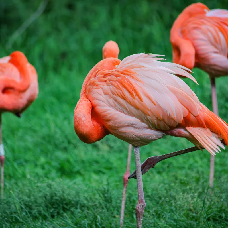 Tablou Canvas, "Flamingo roz în ținută de seară", Flamingo, Roz, Pene, Picioare, Verde, Odihnă, Grădină, Nisip, Grup, Natură, 100 x 100 cm – poza 2