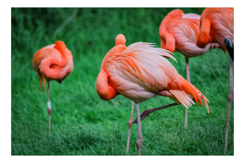 Tablou Canvas, "Flamingo roz în ținută de seară", Flamingo, Roz, Pene, Picioare, Verde, Odihnă, Grădină, Nisip, Grup, Natură, 50 x 50 cm