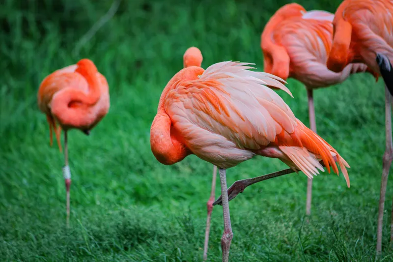 Tablou Canvas, "Flamingo roz în ținută de seară", Flamingo, Roz, Pene, Picioare, Verde, Odihnă, Grădină, Nisip, Grup, Natură, 150 x 100 cm – poza 2