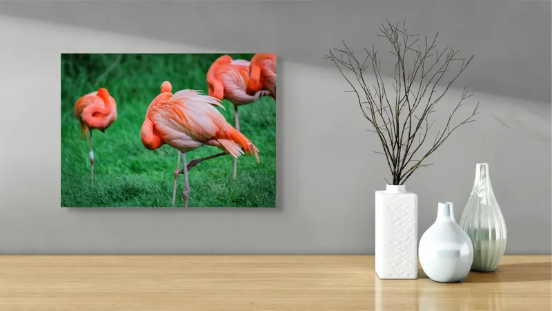 Tablou Canvas, "Flamingo roz în ținută de seară", Flamingo, Roz, Pene, Picioare, Verde, Odihnă, Grădină, Nisip, Grup, Natură, 54 x 39 cm – poza 3