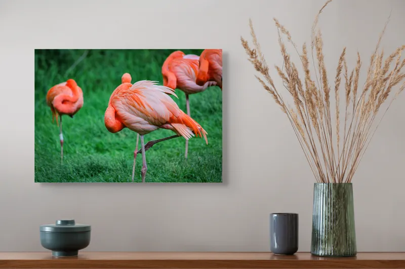 Tablou Canvas, "Flamingo roz în ținută de seară", Flamingo, Roz, Pene, Picioare, Verde, Odihnă, Grădină, Nisip, Grup, Natură, 54 x 39 cm – poza 4