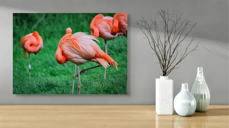 Tablou Canvas, "Flamingo roz în ținută de seară", Flamingo, Roz, Pene, Picioare, Verde, Odihnă, Grădină, Nisip, Grup, Natură, 70 x 50 cm – poza 3