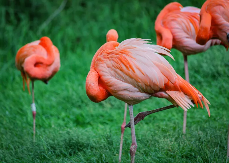Tablou Canvas, "Flamingo roz în ținută de seară", Flamingo, Roz, Pene, Picioare, Verde, Odihnă, Grădină, Nisip, Grup, Natură, 70 x 50 cm – poza 2