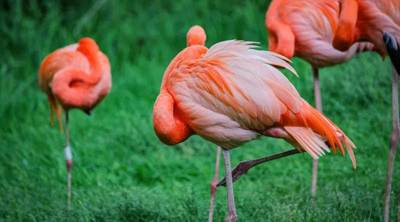 Tablou Canvas, "Flamingo roz în ținută de seară", Flamingo, Roz, Pene, Picioare, Verde, Odihnă, Grădină, Nisip, Grup, Natură, 90 x 50 cm – poza 2