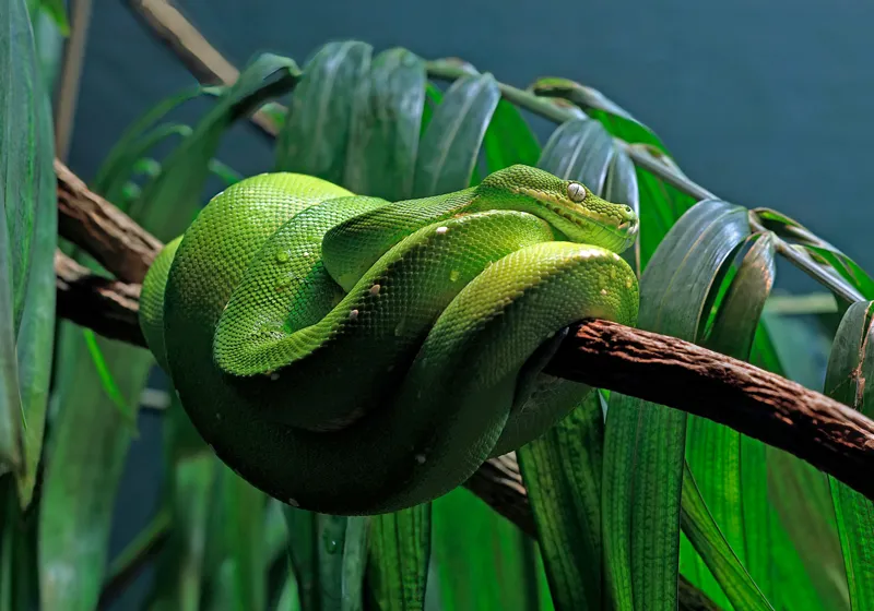 Tablou Canvas, "Șarpe verde odihnindu-se pe creangă", Șarpe, Verde, Crengi, Frunze, Savană, Mister, Reptilă, Camuflaj, 100 x 70 cm – poza 2