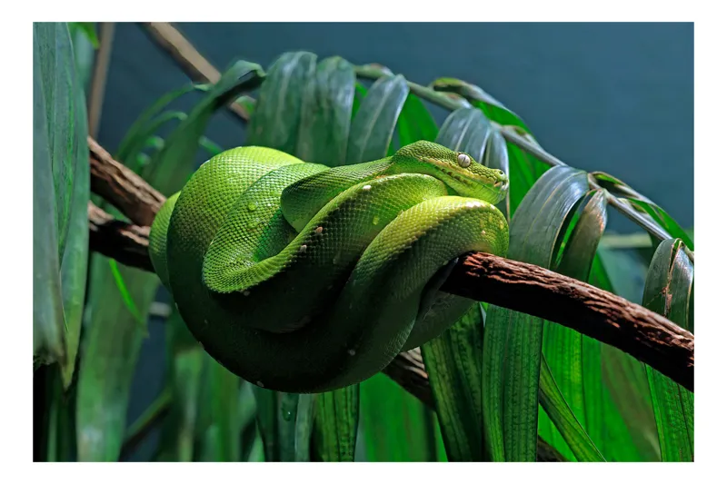 Tablou Canvas, "Șarpe verde odihnindu-se pe creangă", Șarpe, Verde, Crengi, Frunze, Savană, Mister, Reptilă, Camuflaj, 100 x 100 cm