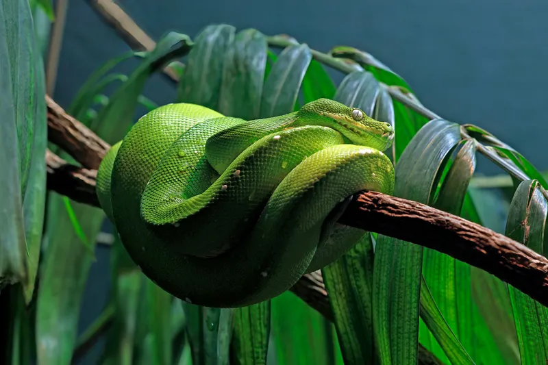 Tablou Canvas, "Șarpe verde odihnindu-se pe creangă", Șarpe, Verde, Crengi, Frunze, Savană, Mister, Reptilă, Camuflaj, 150 x 100 cm – poza 2
