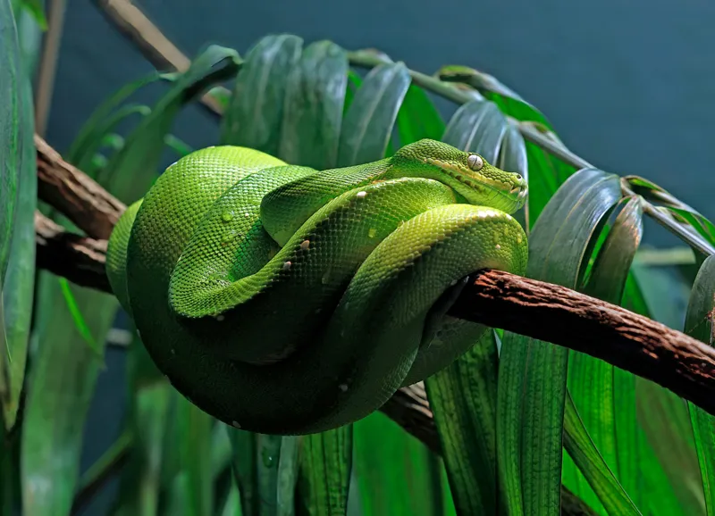 Tablou Canvas, "Șarpe verde odihnindu-se pe creangă", Șarpe, Verde, Crengi, Frunze, Savană, Mister, Reptilă, Camuflaj, 54 x 39 cm – poza 2