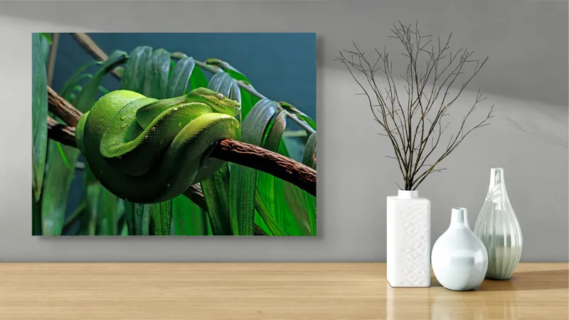 Tablou Canvas, "Șarpe verde odihnindu-se pe creangă", Șarpe, Verde, Crengi, Frunze, Savană, Mister, Reptilă, Camuflaj, 70 x 50 cm – poza 3