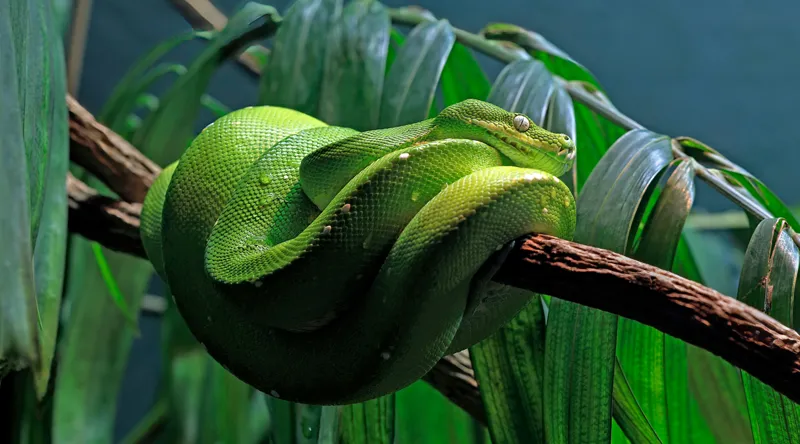 Tablou Canvas, "Șarpe verde odihnindu-se pe creangă", Șarpe, Verde, Crengi, Frunze, Savană, Mister, Reptilă, Camuflaj, 90 x 50 cm – poza 2