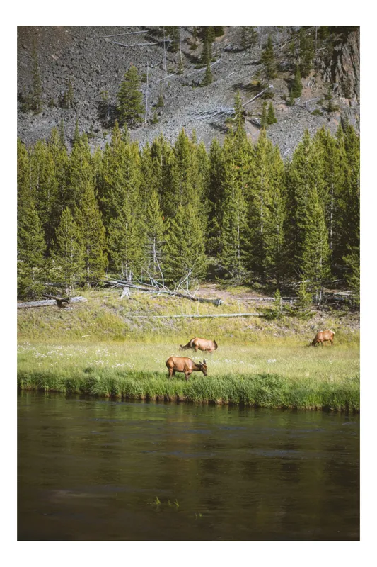 Tablou Canvas, "Cerbi liniștiți lângă râu", Natură, Elk, Pădure, Apă, Iarbă, Munți, Liniște, Verdeață, Frumusețe, Sălbăticie., 26 x 39 cm