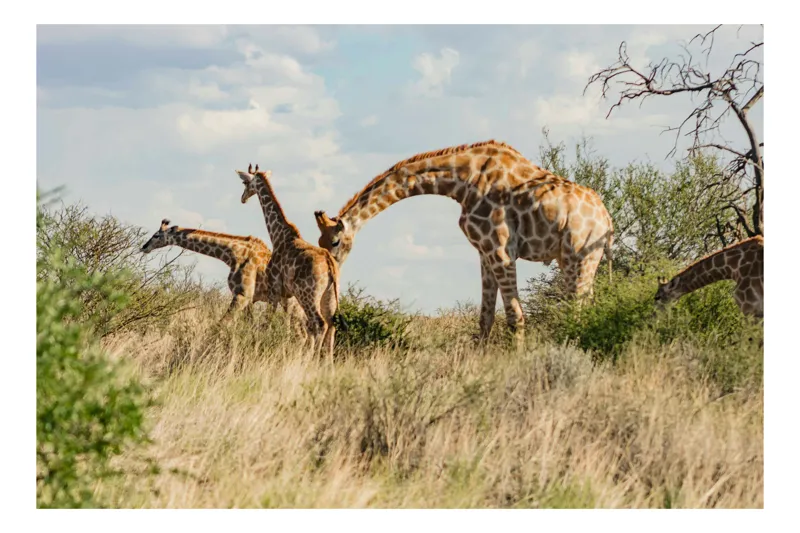 Tablou Canvas, "Giraffe în lumina amiezii africane", Giraffe, Savanna, Grass, Sky, Trees, Wildlife, Nature, 54 x 39 cm