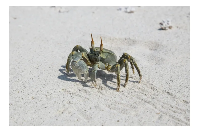 Tablou Canvas, "Crabul pe nisipul fin al mării", Crab, Sand, Beach, Nature, Shell, Claws, Sunshine, Texture, Coastal, 50 x 50 cm