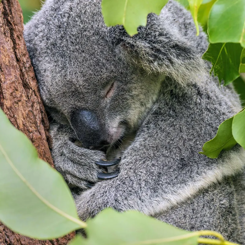 Tablou Canvas, "Koala într-un somn adânc și dulce", Koala, Somnoros, Blănos, Frunze, Copac, Odihnă, Natural, Calm, Verde, Tihnă, 100 x 100 cm – poza 2