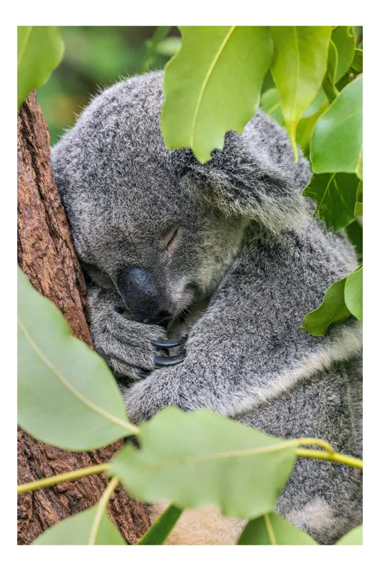 Tablou Canvas, "Koala într-un somn adânc și dulce", Koala, Somnoros, Blănos, Frunze, Copac, Odihnă, Natural, Calm, Verde, Tihnă, 26 x 39 cm