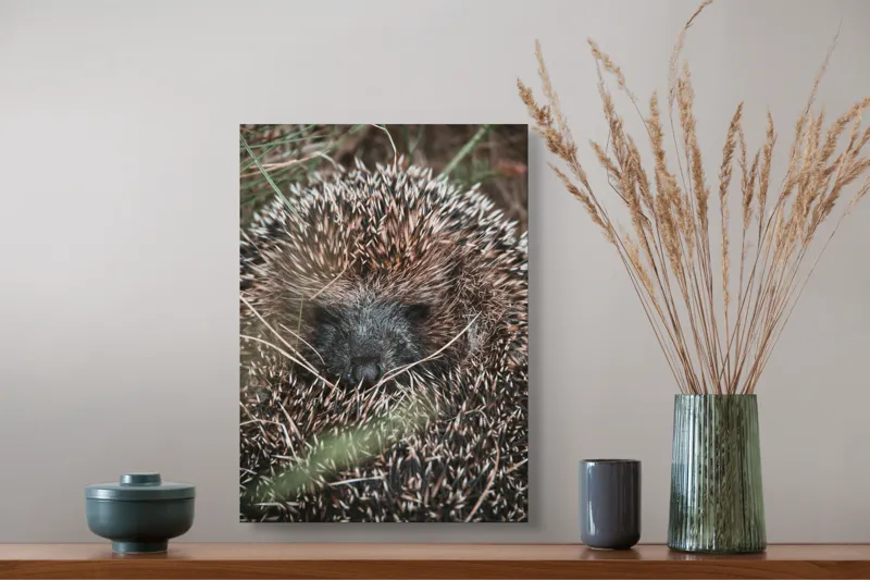 Tablou Canvas, "Ariciul ascuns printre fire de iarbă", Nu pot să spun sigur ce este în imagine, dar pare a fi un animal cu blană aspră., 39 x 54 cm – poza 3