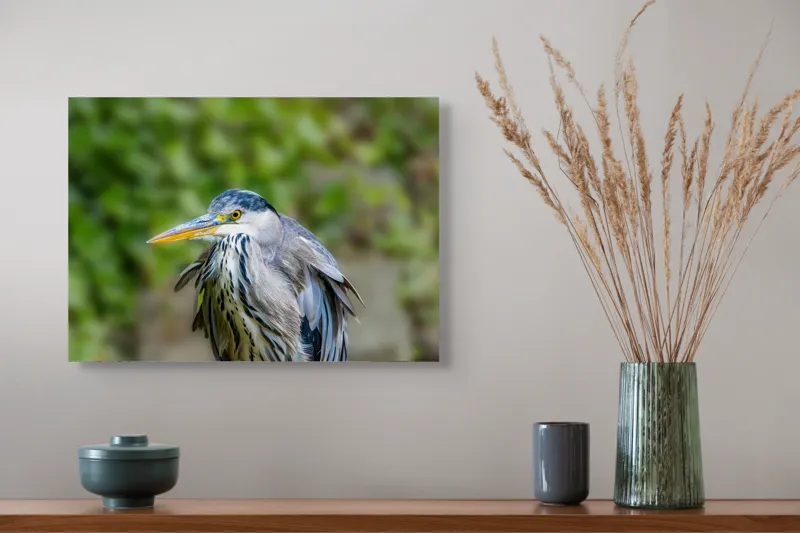 Tablou Canvas, "Aripa albastră în zbor verde", Pasăre, Penaj, Albastru, Cioc, Natură, Ochi, Verde, Detaliu, Elegant, Observație, 54 x 39 cm – poza 4