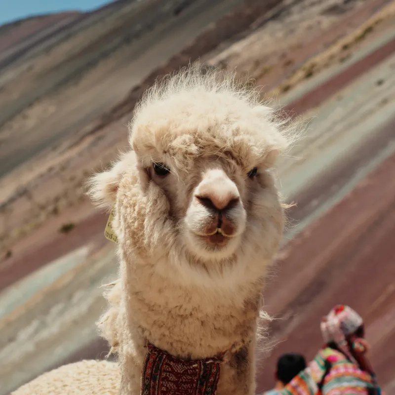 Tablou Canvas, "Alpaca la munte colorat inalt", 100 x 100 cm – poza 2