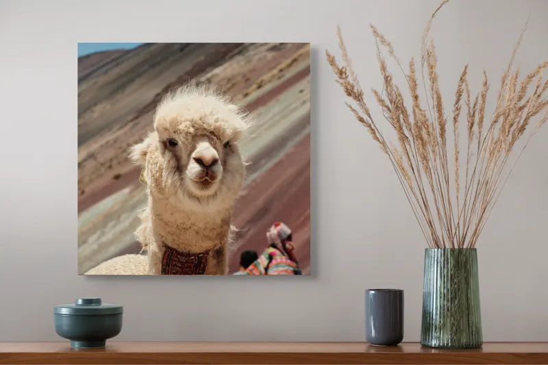 Tablou Canvas, "Alpaca la munte colorat inalt", 50 x 50 cm – poza 4