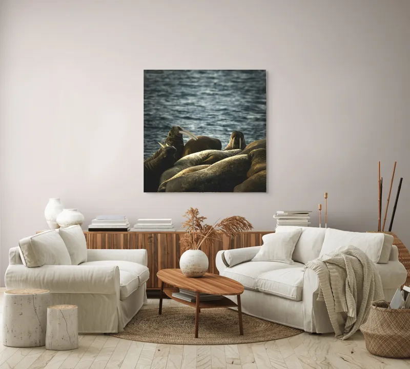 Tablou Canvas, "Grup de morse pe stânci la apus", Mari, Animale, Odihnă, Apă, Colți, Ocean, Grijă, Comunitate., 100 x 100 cm – poza 3