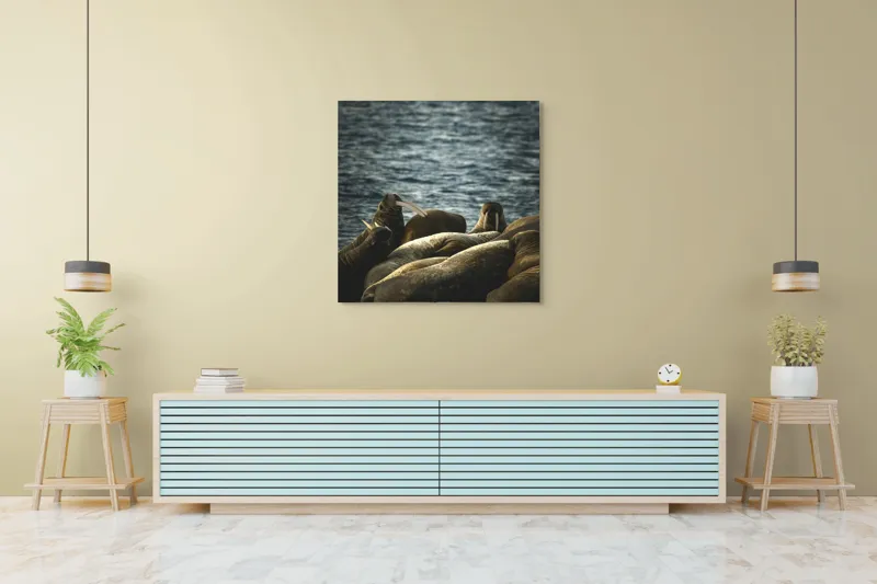 Tablou Canvas, "Grup de morse pe stânci la apus", Mari, Animale, Odihnă, Apă, Colți, Ocean, Grijă, Comunitate., 100 x 100 cm – poza 5