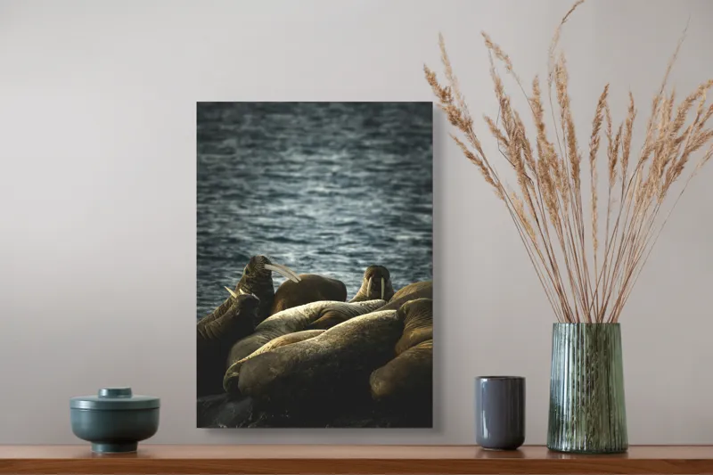 Tablou Canvas, "Grup de morse pe stânci la apus", Mari, Animale, Odihnă, Apă, Colți, Ocean, Grijă, Comunitate., 39 x 54 cm – poza 3