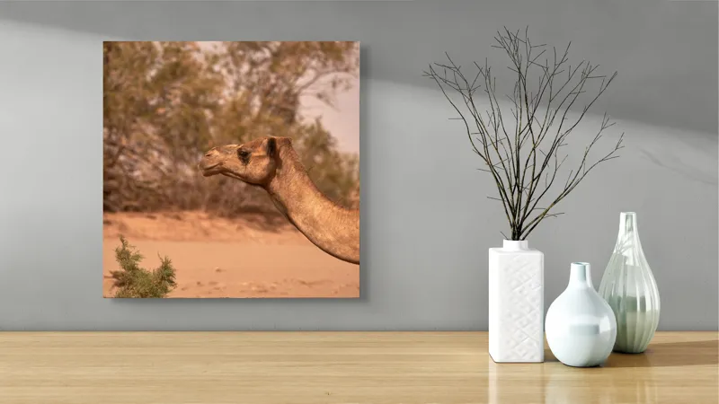 Tablou Canvas, "Cămila în deșertul arid al-amiezii", 50 x 50 cm – poza 3