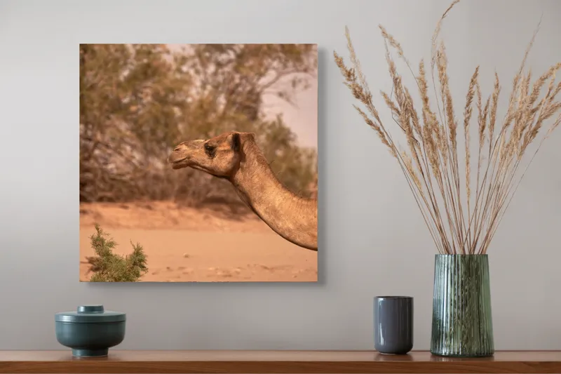 Tablou Canvas, "Cămila în deșertul arid al-amiezii", 50 x 50 cm – poza 4