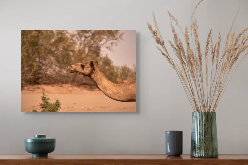 Tablou Canvas, "Cămila în deșertul arid al-amiezii", 54 x 39 cm – poza 4