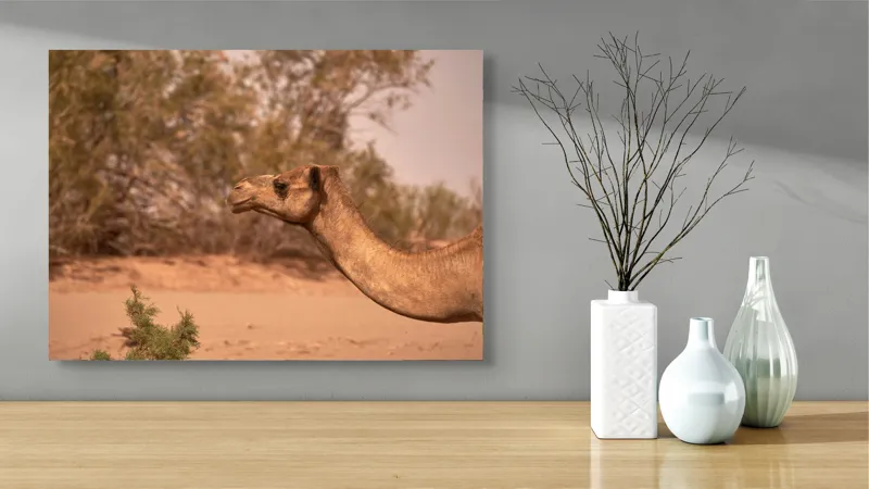 Tablou Canvas, "Cămila în deșertul arid al-amiezii", 70 x 50 cm – poza 3