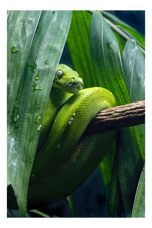 Tablou Canvas, "Șarpele smarald în frunzișul de junglă", Serpentin, Verde, Frunze, Umed, Exotic, Ascuns, Misterios, Natură, 26 x 39 cm