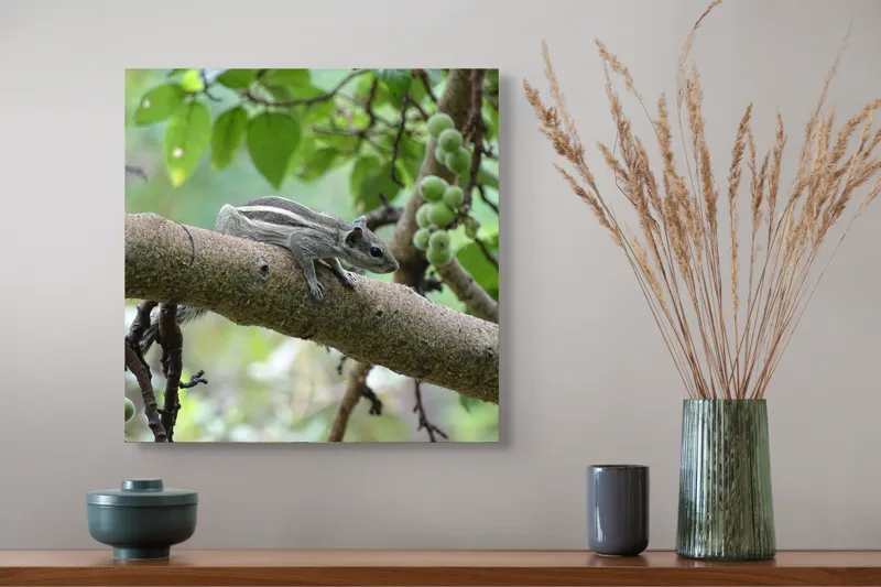 Tablou Canvas, "Veveriță odihnindu-se pe creangă verde", Veveriță, Crenguță, Frunze, Muguri, Natură, Copac, Relaxare, Verde, Linie, Viață, 50 x 50 cm – poza 4