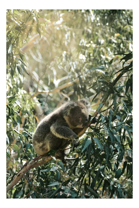 Tablou Canvas, "Koala odihnindu-se în lumina soarelui", Koala, Eucalipt, Odihnă, Frunze, Lumină, Natură, Ramură, Verdeață, 100 x 150 cm
