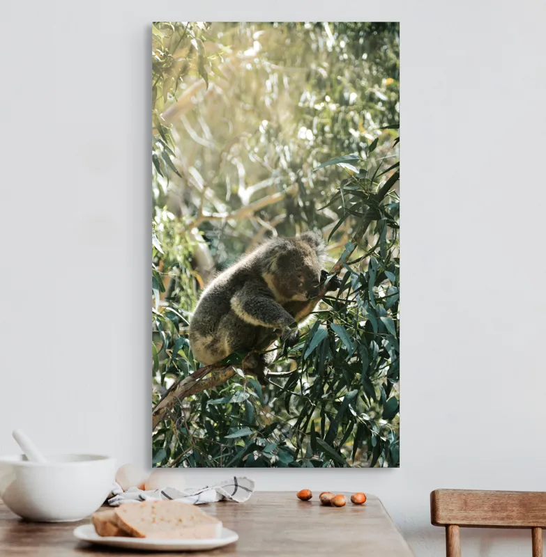 Tablou Canvas, "Koala odihnindu-se în lumina soarelui", Koala, Eucalipt, Odihnă, Frunze, Lumină, Natură, Ramură, Verdeață, 50 x 90 cm – poza 3