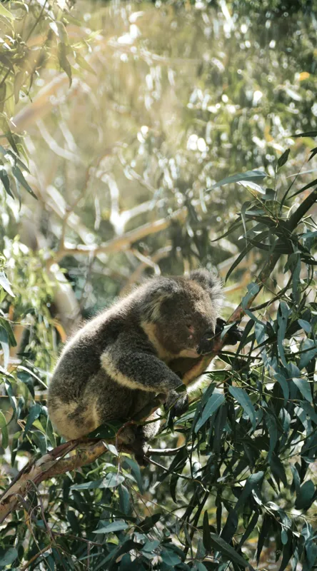 Tablou Canvas, "Koala odihnindu-se în lumina soarelui", Koala, Eucalipt, Odihnă, Frunze, Lumină, Natură, Ramură, Verdeață, 50 x 90 cm – poza 2