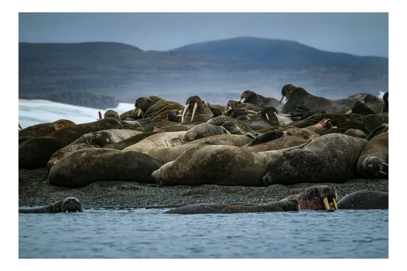Tablou Canvas, "Colonie de morsă pe țărm arctic", Sunt într-un lot comun de morse, înmuiați pe un țărm stâncos și înconjurați de ape calme sub un cer înnorat., 39 x 26 cm