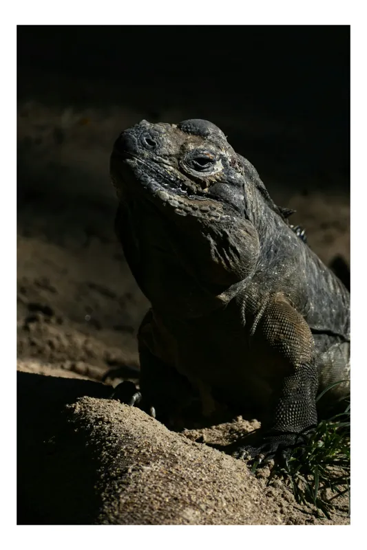 Tablou Canvas, "Iguana în lumina misterioasă a apusului", Întuneric, Umbră, Iguana, Textură, Piele, Rocă, Privire, Detaliu, Sol, Contrast, Lumină, 100 x 150 cm