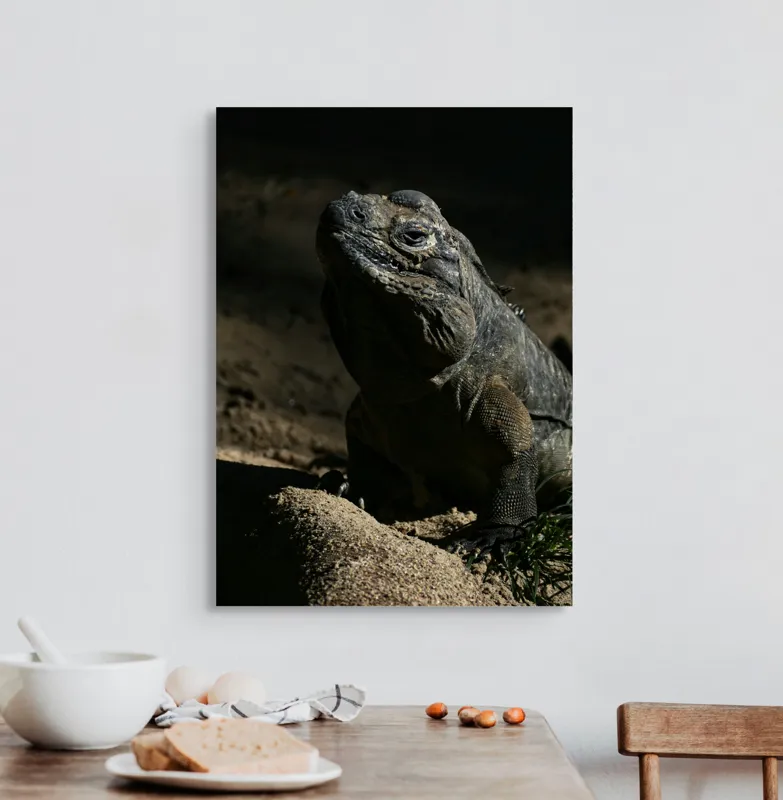Tablou Canvas, "Iguana în lumina misterioasă a apusului", Întuneric, Umbră, Iguana, Textură, Piele, Rocă, Privire, Detaliu, Sol, Contrast, Lumină, 50 x 70 cm – poza 3
