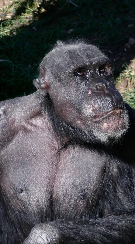 Tablou Canvas, 50 x 90 cm – poza 2