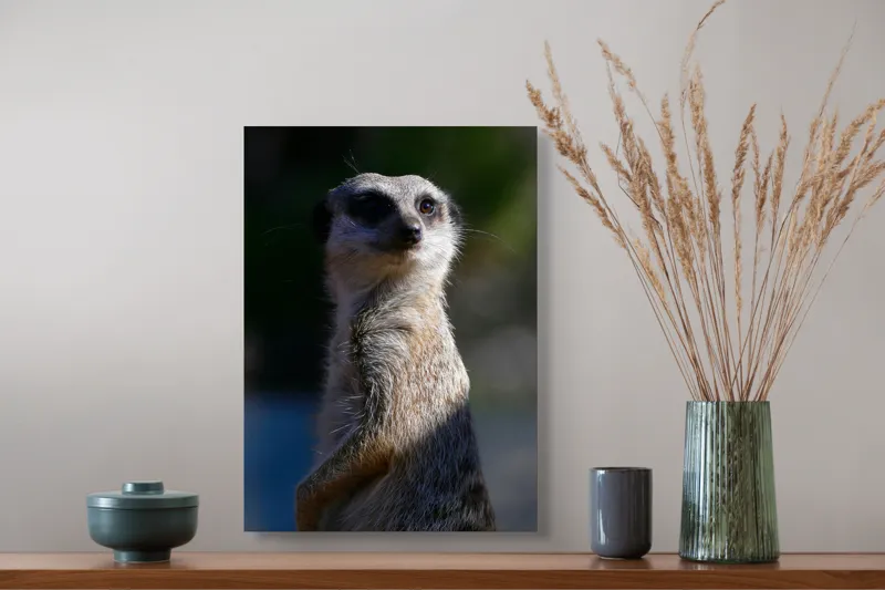 Tablou Canvas, "Suricata în lumina dimineții", 39 x 54 cm – poza 3