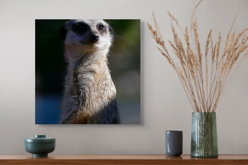 Tablou Canvas, "Suricata în lumina dimineții", 50 x 50 cm – poza 4