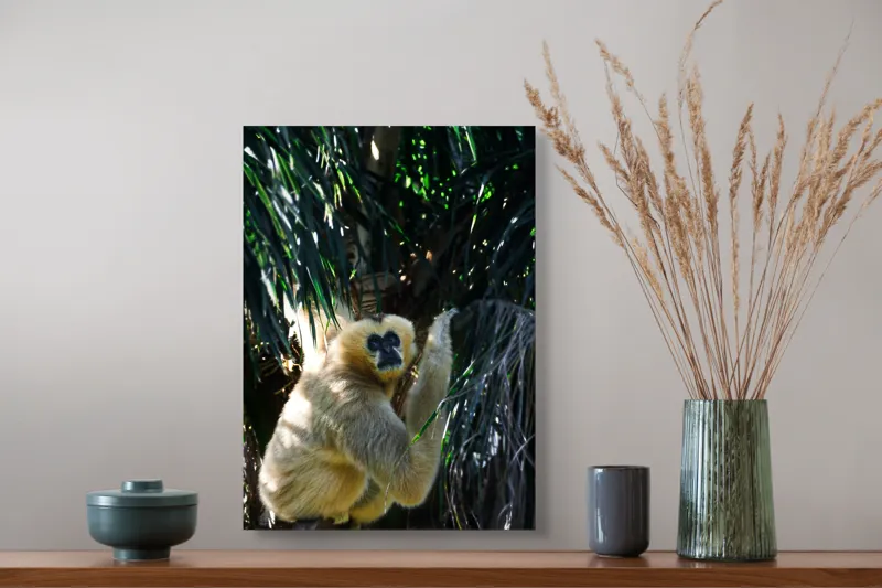 Tablou Canvas, "Maimuța gânditoare sub razele soarelui", 39 x 54 cm – poza 3