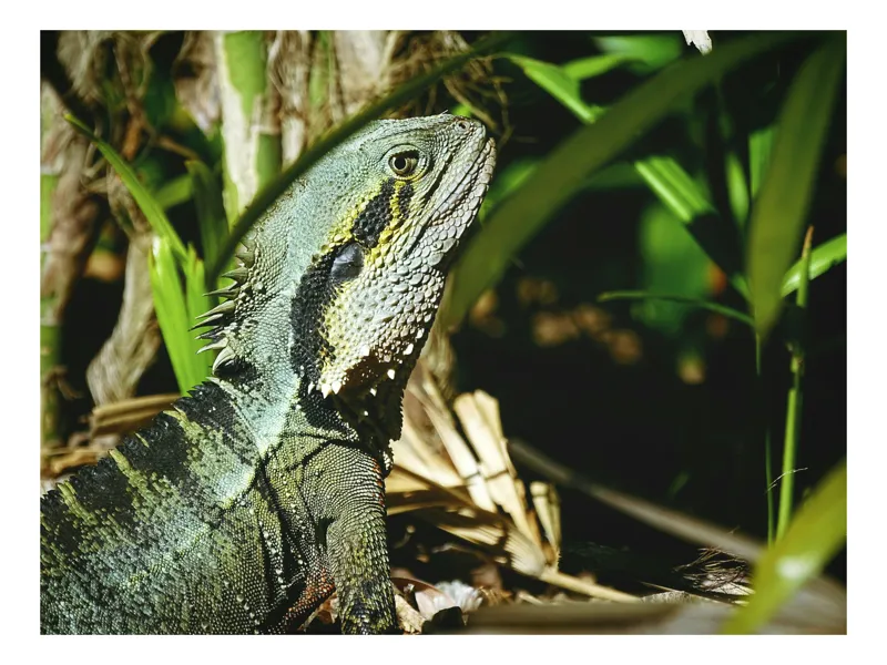 Tablou Canvas, "Dragonul pădurilor tropicale veghează atent", Șopârlă, Vegetație, Lumină, Solzi, Natură, 54 x 39 cm